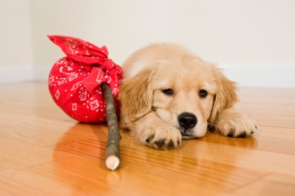Crossing the border with your pet || Clearit.ca